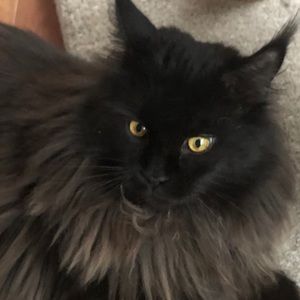 Meet your Posher, Simone